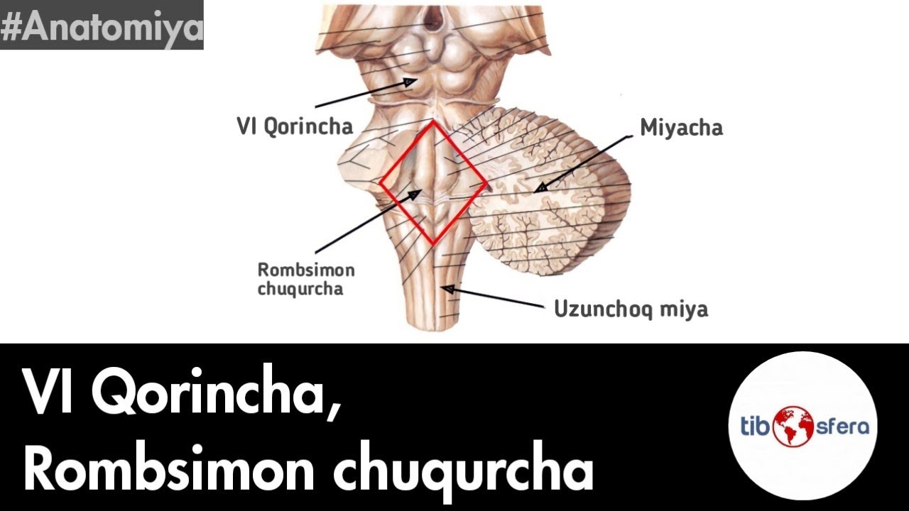 4-qorincha. Rombsimon chuqurcha