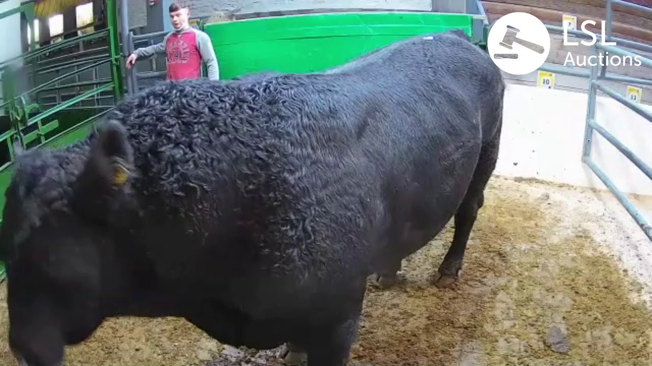 LSL Auctions - Big half-bred Bull. Popular lot at Tipperary Town Mart - LSLAuctions.com