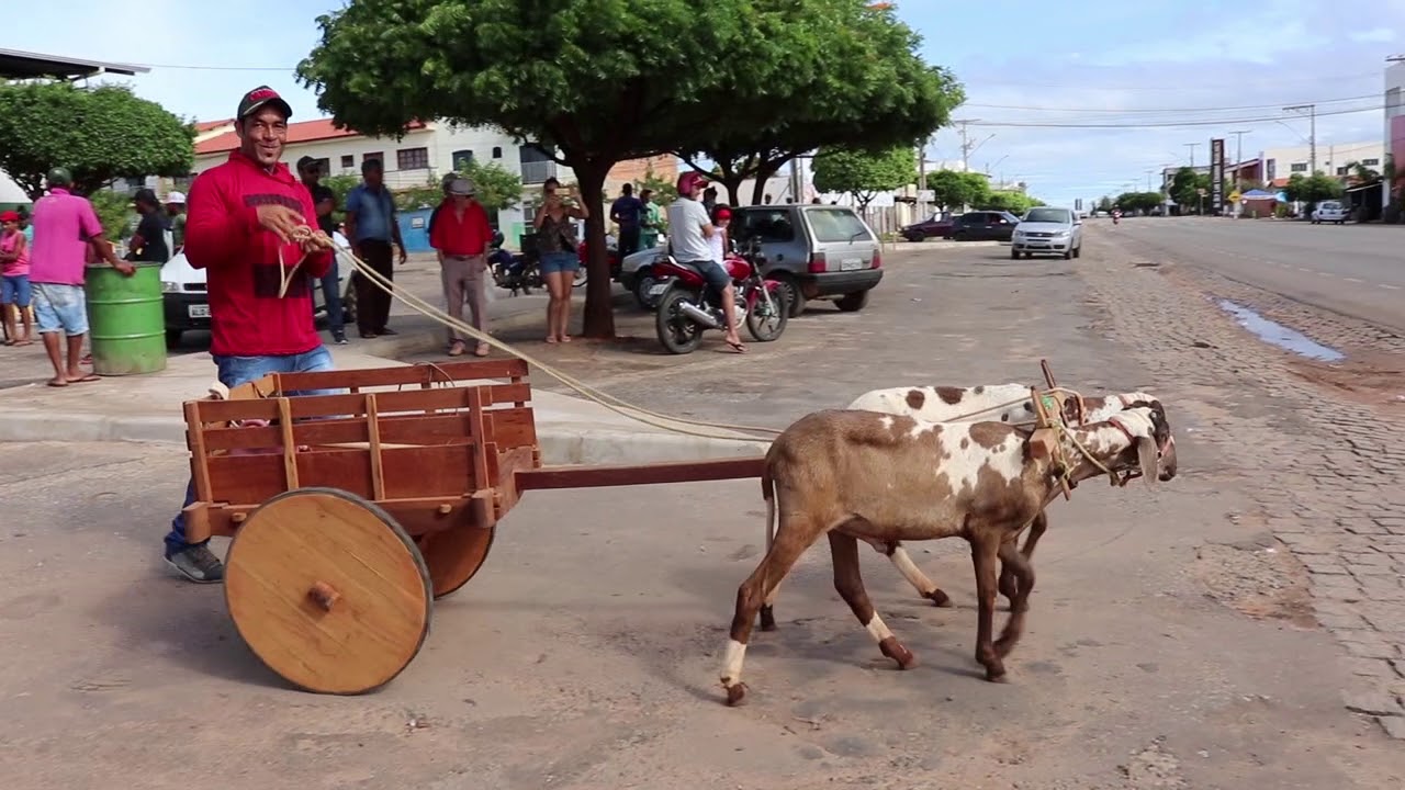 Desfile de Carros de Bode na Bahia