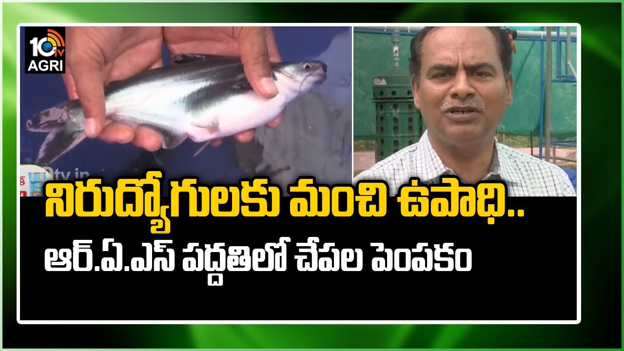 నిరుద్యోగులకు మంచి ఉపాధి..  ఆర్.ఏ.ఎస్ పద్దతిలో చేపల పెంపకం | Fish Farming Techniques In RAS Method