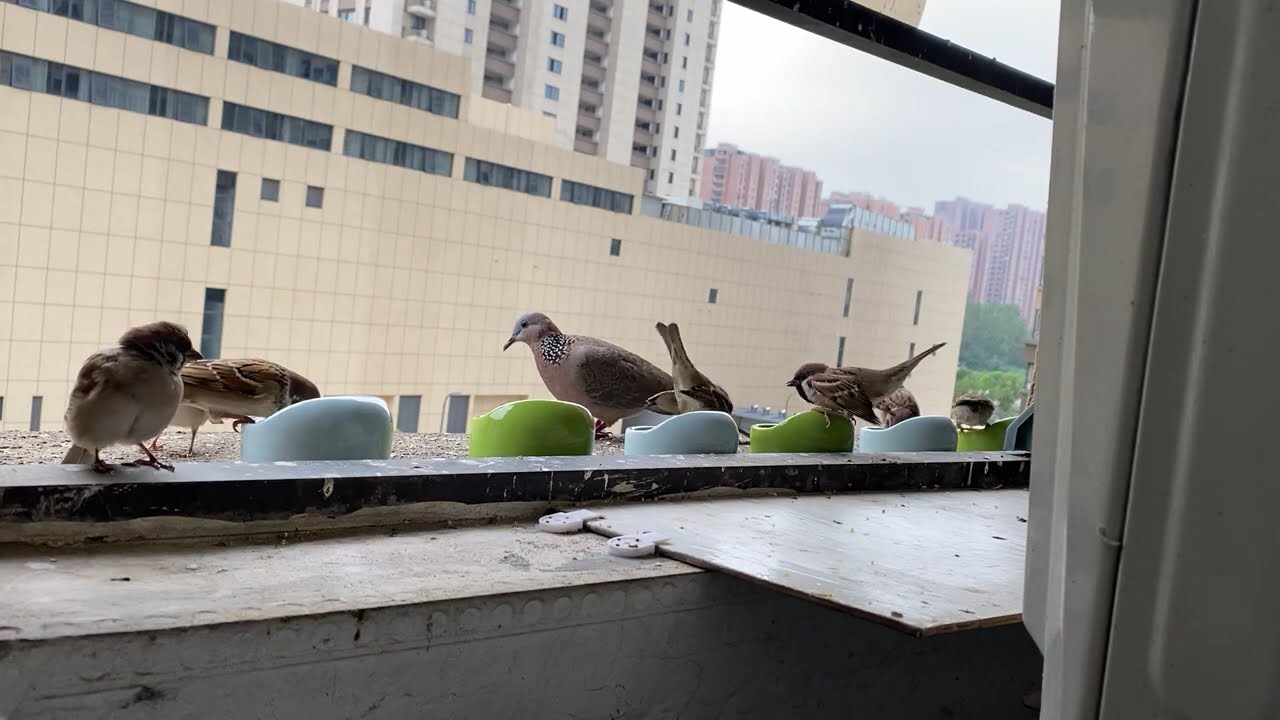 Window Feeder  Diary #1