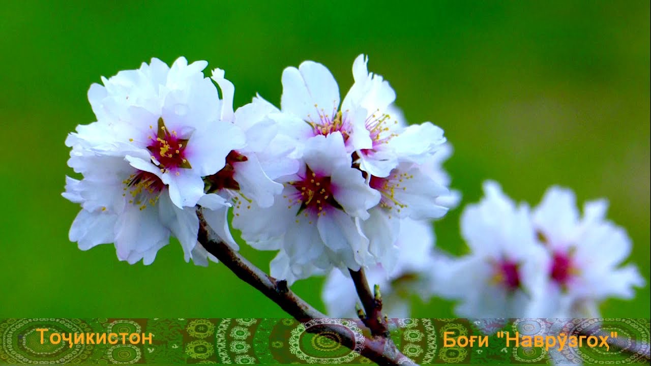 Субҳи боғи Наврӯзгоҳ / tajikistan dushanbe navruz