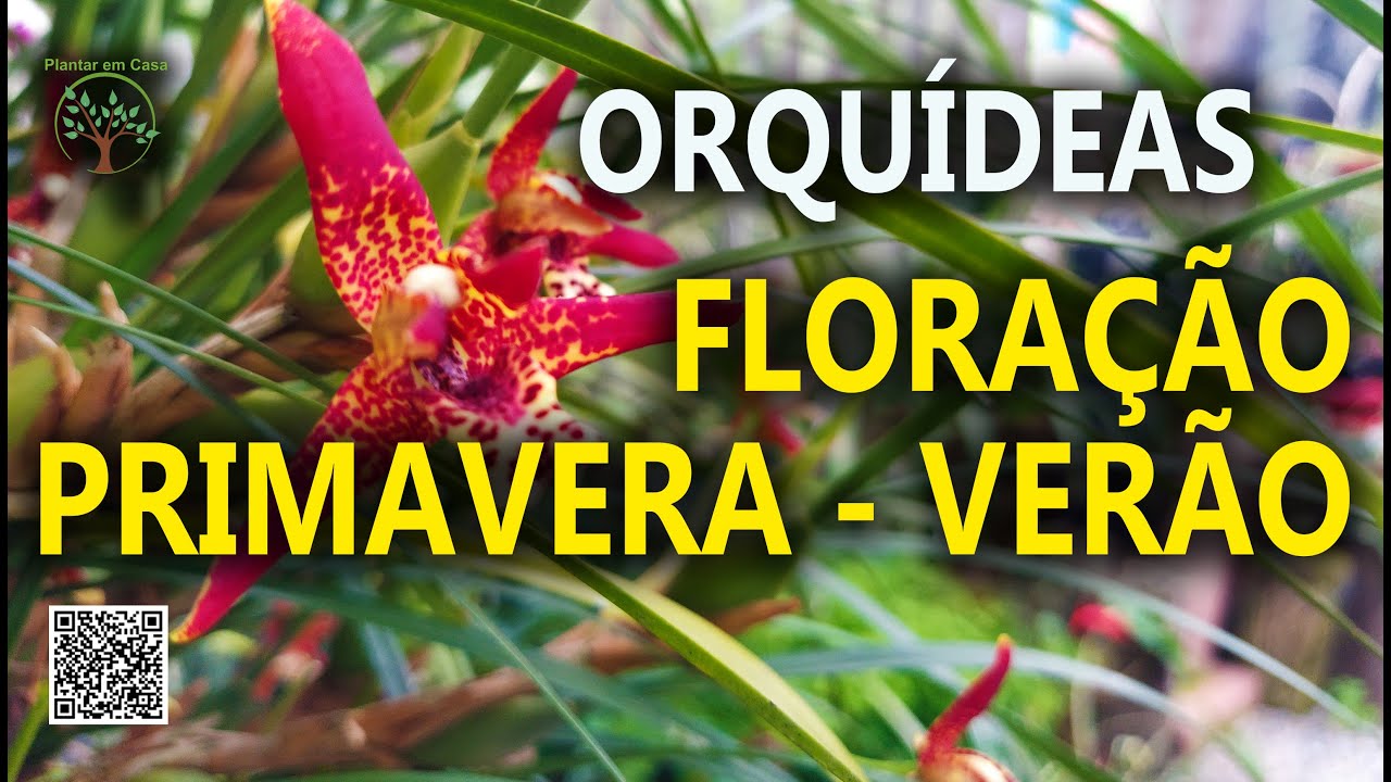 Orquídeas Primavera Verão aprendendo em giro no Orquídario Maylasky