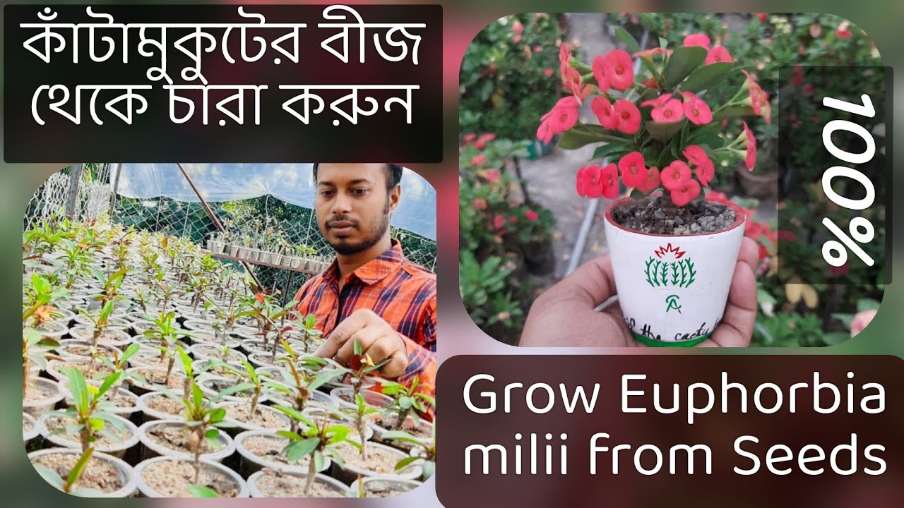 Euphorbia milii from Seed ✅ কাঁটামুকুট বীজ থেকে চারা করার আসল পদ্ধতি ✅ এবং যা যা করা যাবেনা ⛔