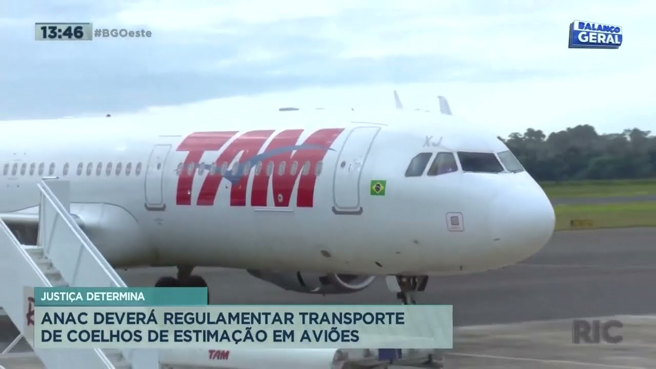 ANAC deverá regulamentar transporte de coelhos de estimação em aviões
