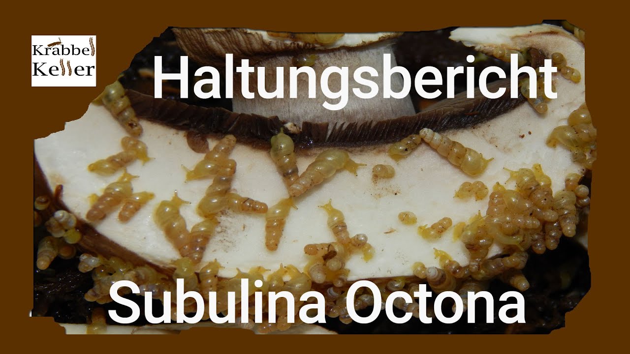 Haltungsbericht Brasilianische Trompetenschnecke (Subulina Octona)
