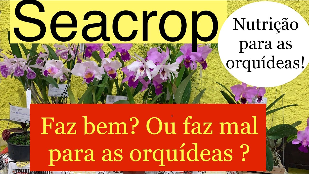 OS EFEITOS DO SEACROP NAS ORQUÍDEAS ! SÉRIE NUTRIÇÃO PARA SUAS ORQUÍDEAS ( PARTE 5/6)