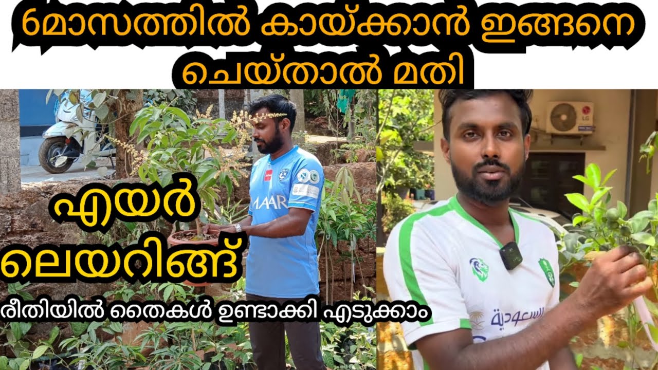 Air Layering malayalam /എയർ ലെയറിങ്ങ് പഠിക്കാം/DIY-Air Technique