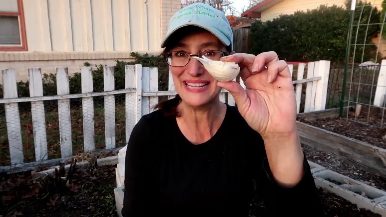 Escaping the flu to plant garlic!