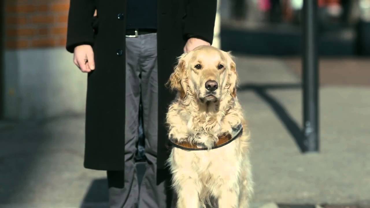 Partout avec mon chien guide