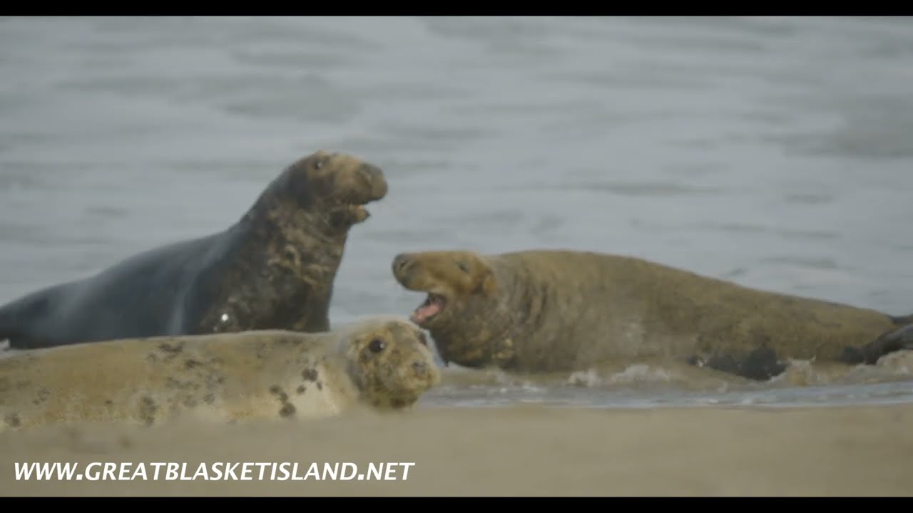 Great Blasket Island Experience - Premium Boat Tour