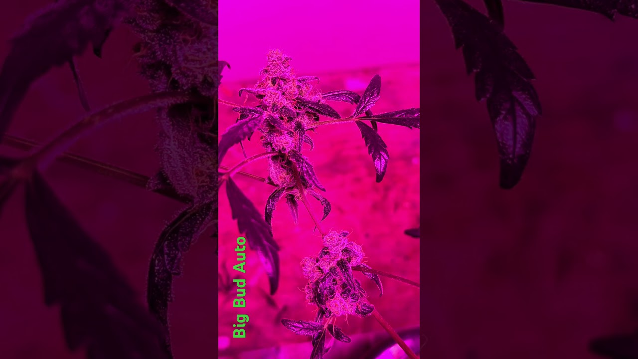 Homegrown cannabis co.Big Bud Auto.2 days before harvest!DWC#hydroponics #cannabiseducation