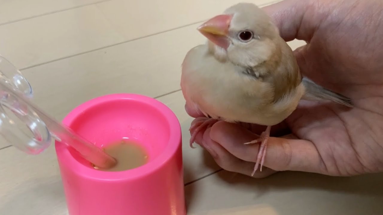 さし餌を拒否して直飲みするひな文鳥こむぎ　癒し動物　面白い動物　Java sparrow