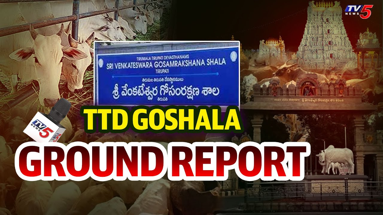 TTD Goshala in tirupati Ground Report by TV5 News Reporters || TTD goshala Video