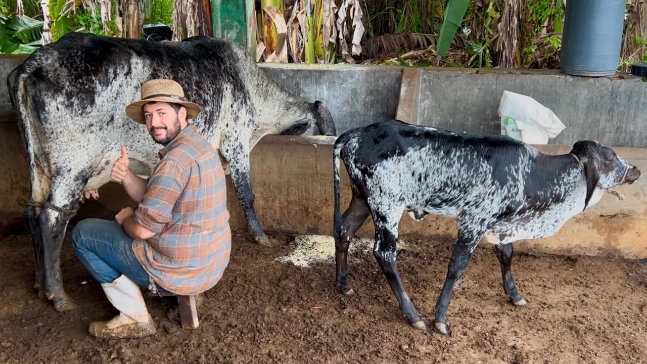 Vaca nova na fazenda 