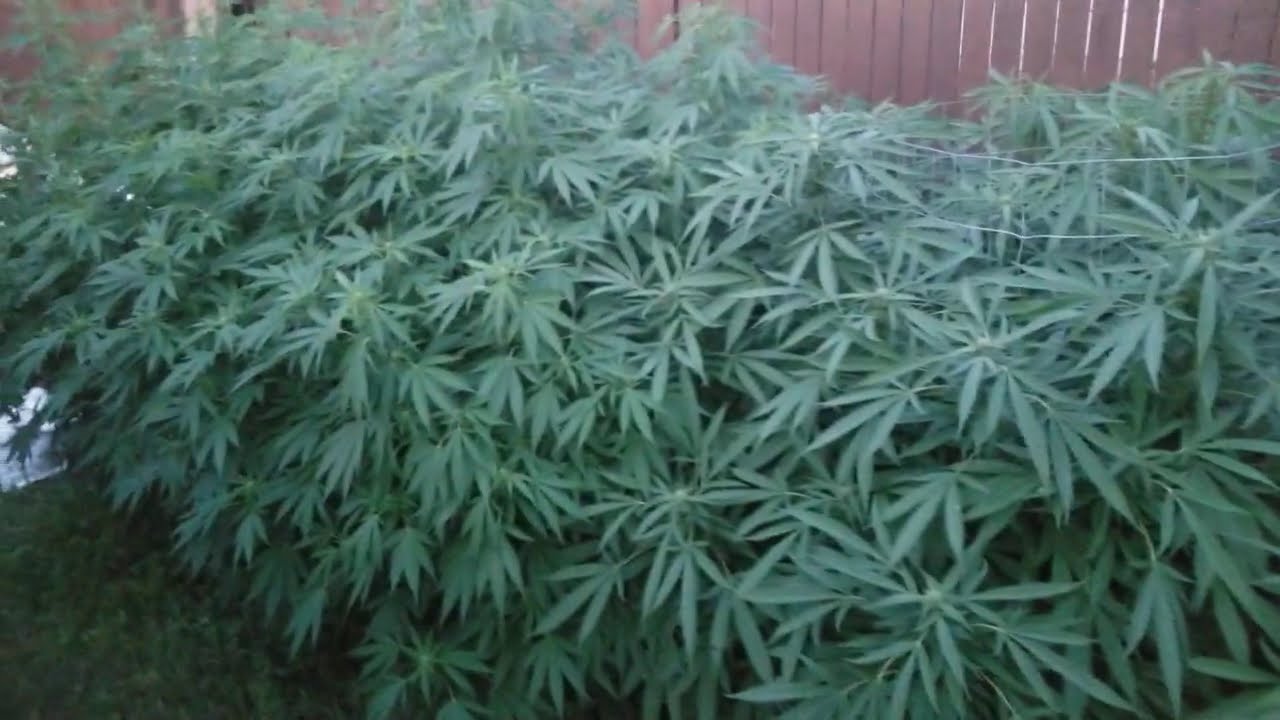 2020 Outdoor Cannabis Garden Tour  |  Garden Update [#06]  -  August 30  -  First Week of Flower