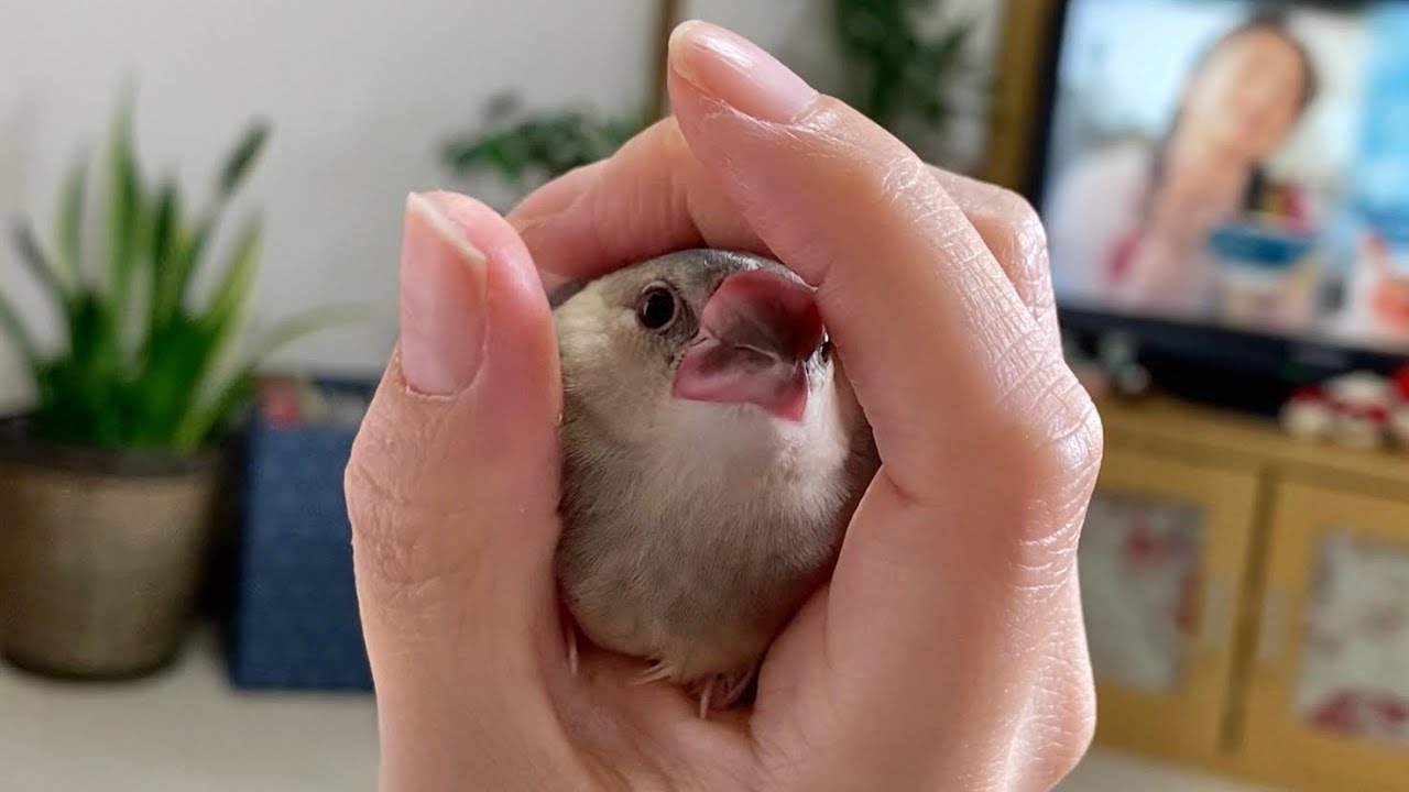 急成長中だけどまだまだ甘えたさんな文鳥の中雛