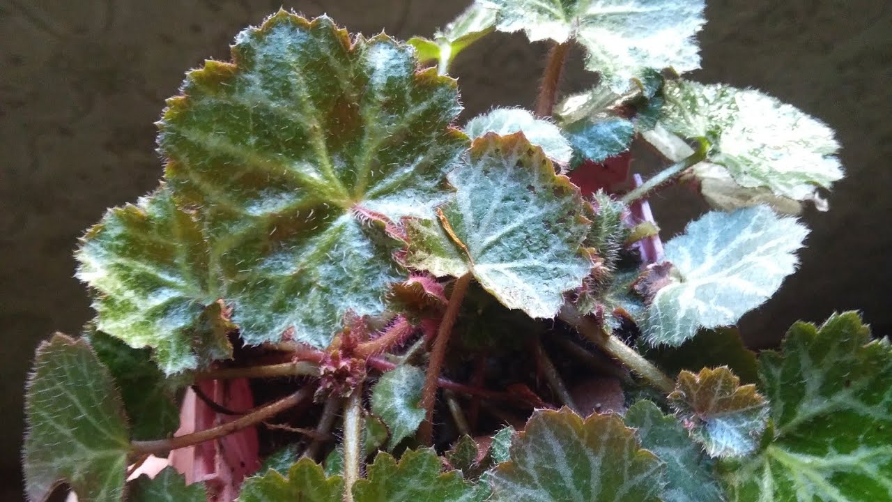 Taşkıran Çiçeği Bakımı ve Üretimi - Saxifraga Stolonifera