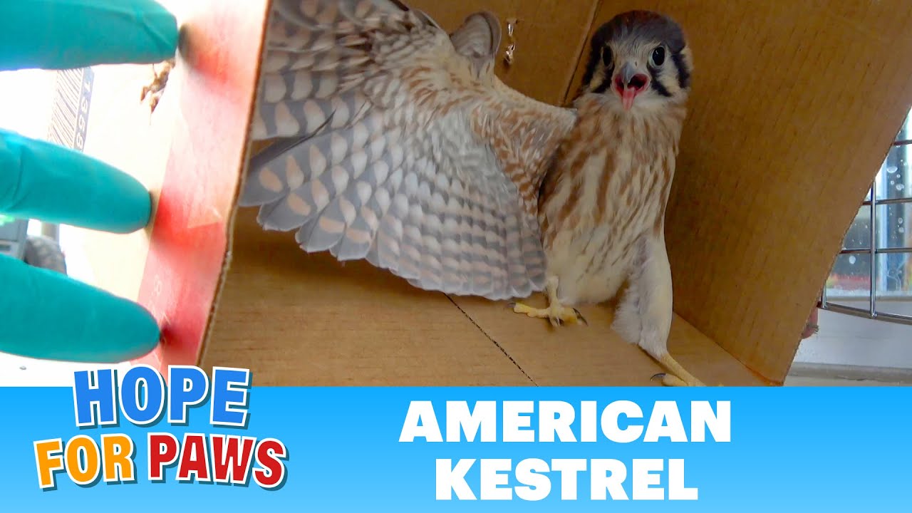 Young bird of prey crashes into a window and then goes down to the ground! #wildlife