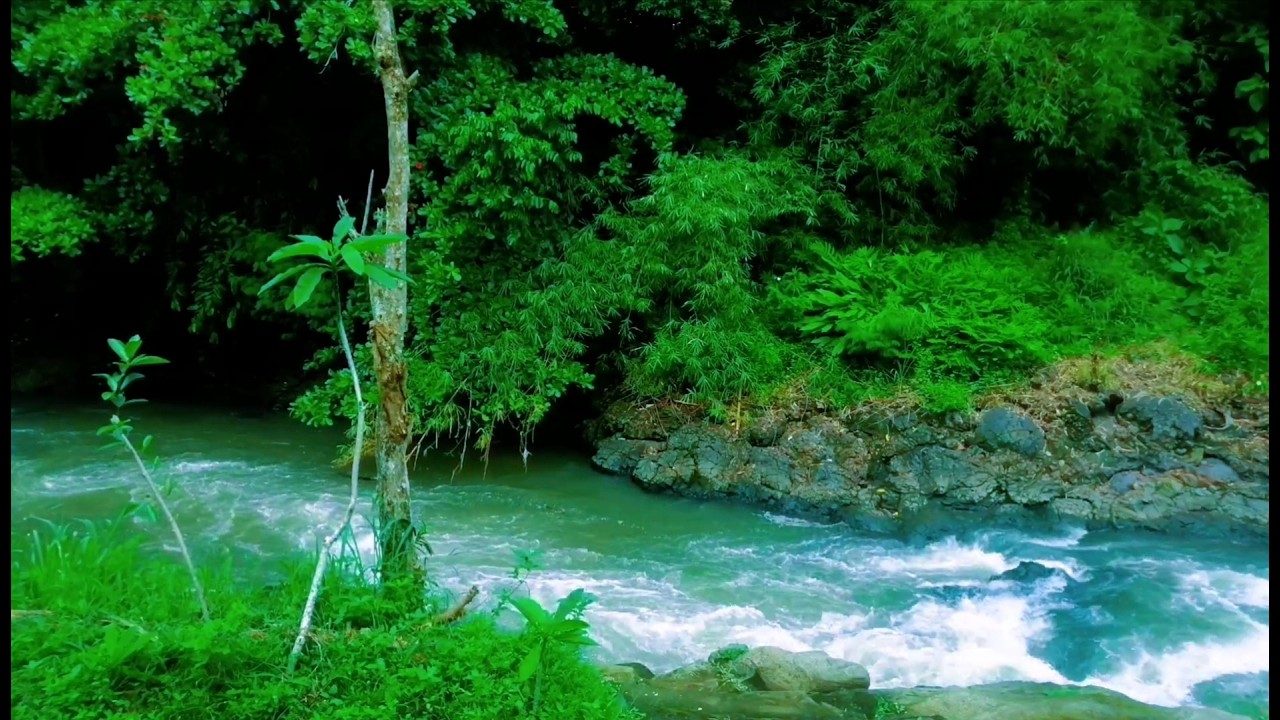 Beautiful Relaxing River  Nature Sounds Sleep Meditation Study Stress Relief Mindfulness