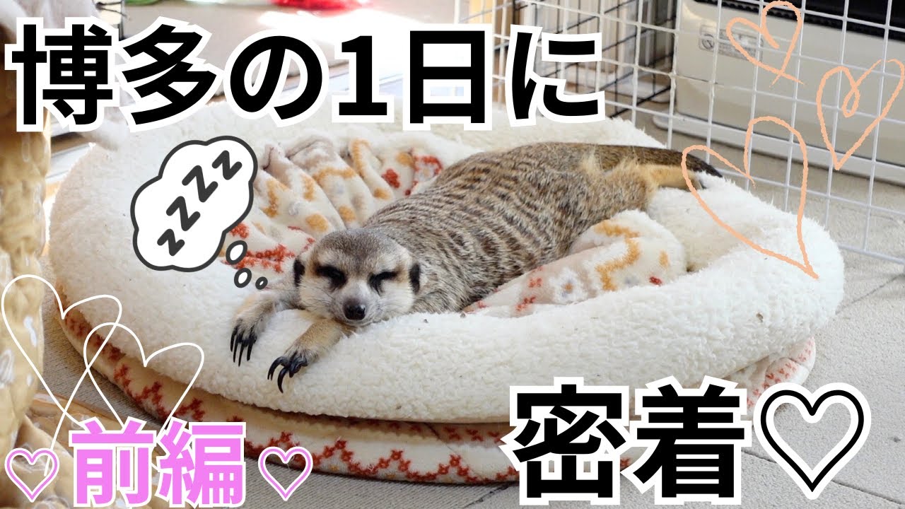 ミーアキャットの博多の1日に密着・冬バージョン♡博多が紹介してくれるよ☺️