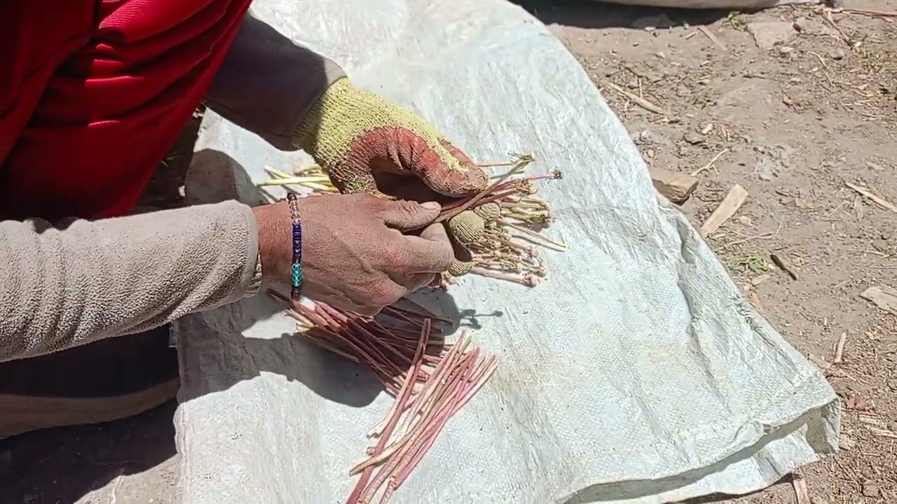 Normal Day of a farmer boy in Spiti || Mane || Thanga