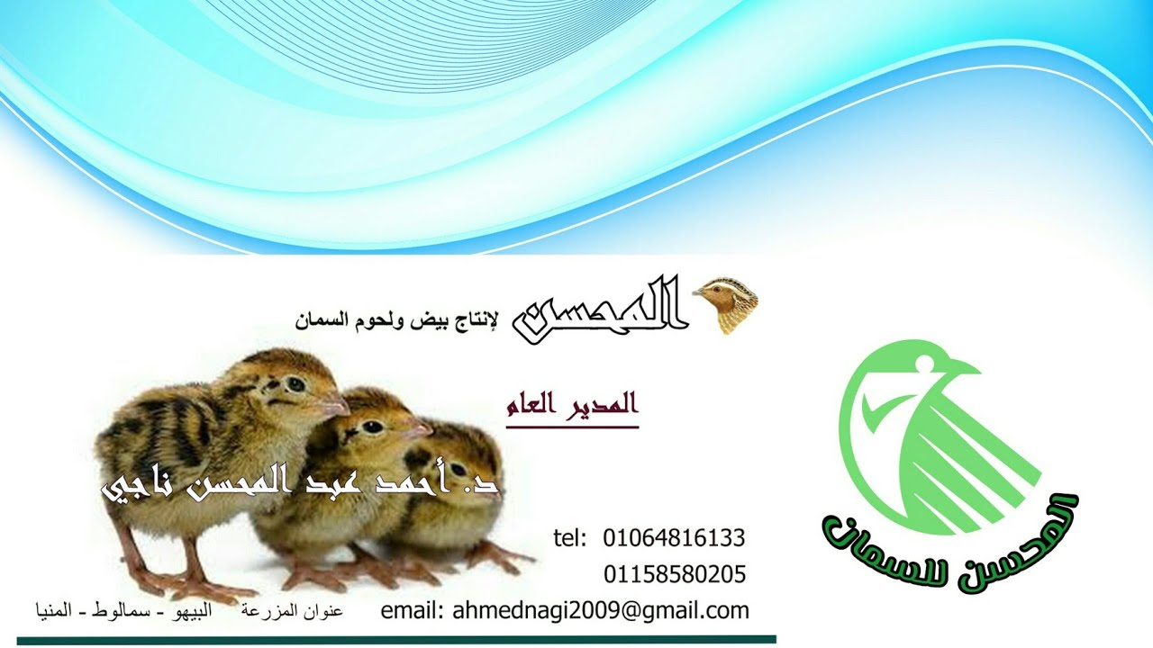 خبرة تربية السمان من عمر يوم إلى البلوغ (رعاية/أدوية/تسمين) د.أحمد ناجي (الجزء الأول)