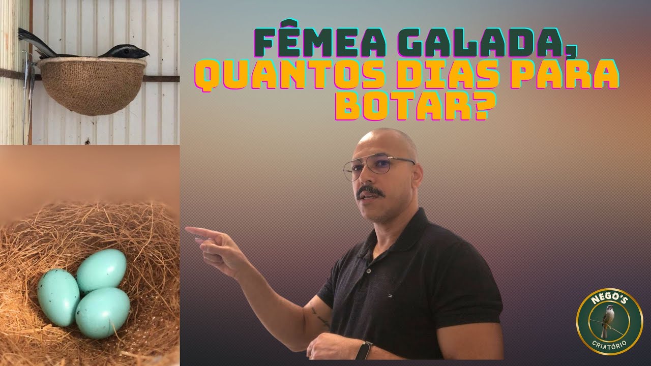 FÊMEA GALADA, QUANTO TEMPO PRA BOTAR?