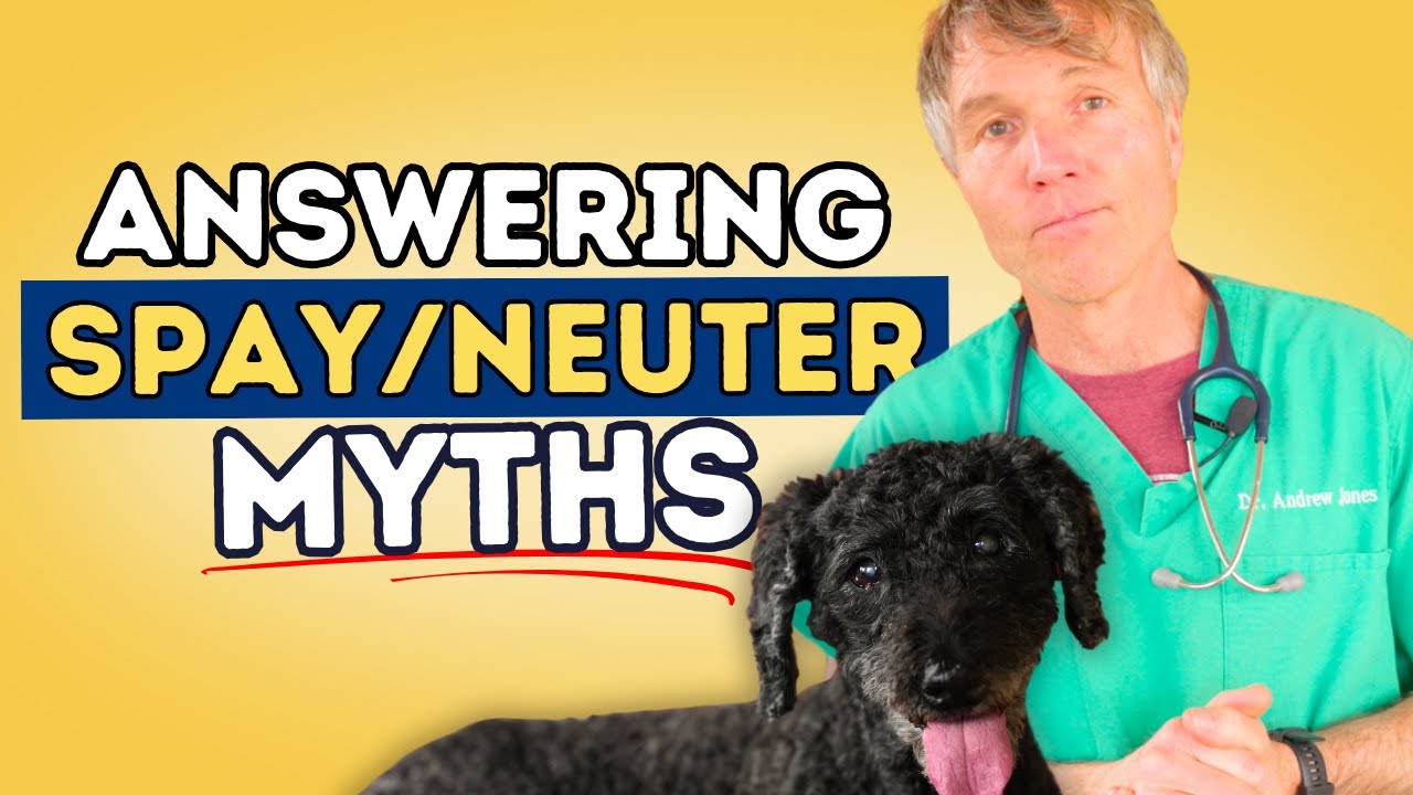 Dog Spay and Neuter Controversy: What is the Right Time?