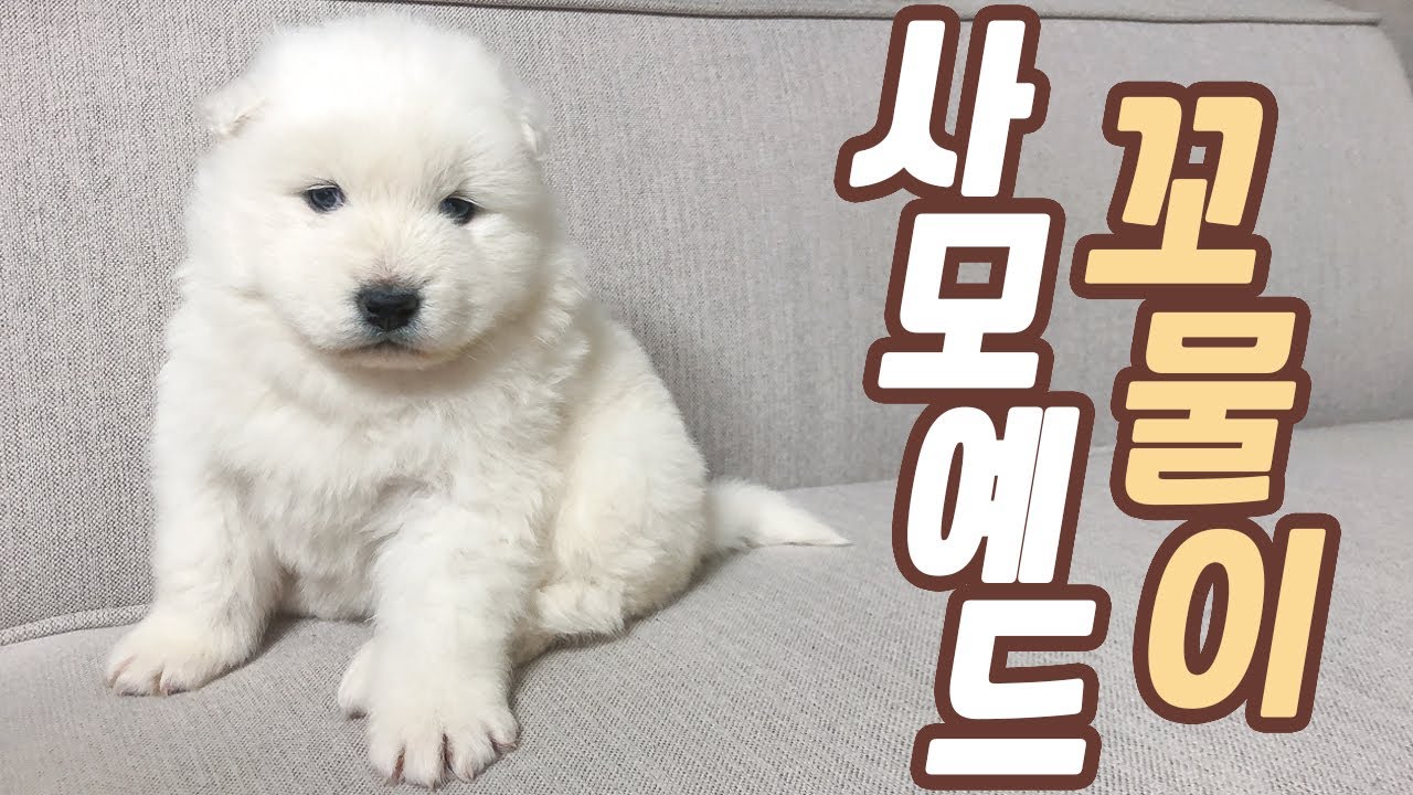 사모예드 새끼 완전 꼬물이 피피