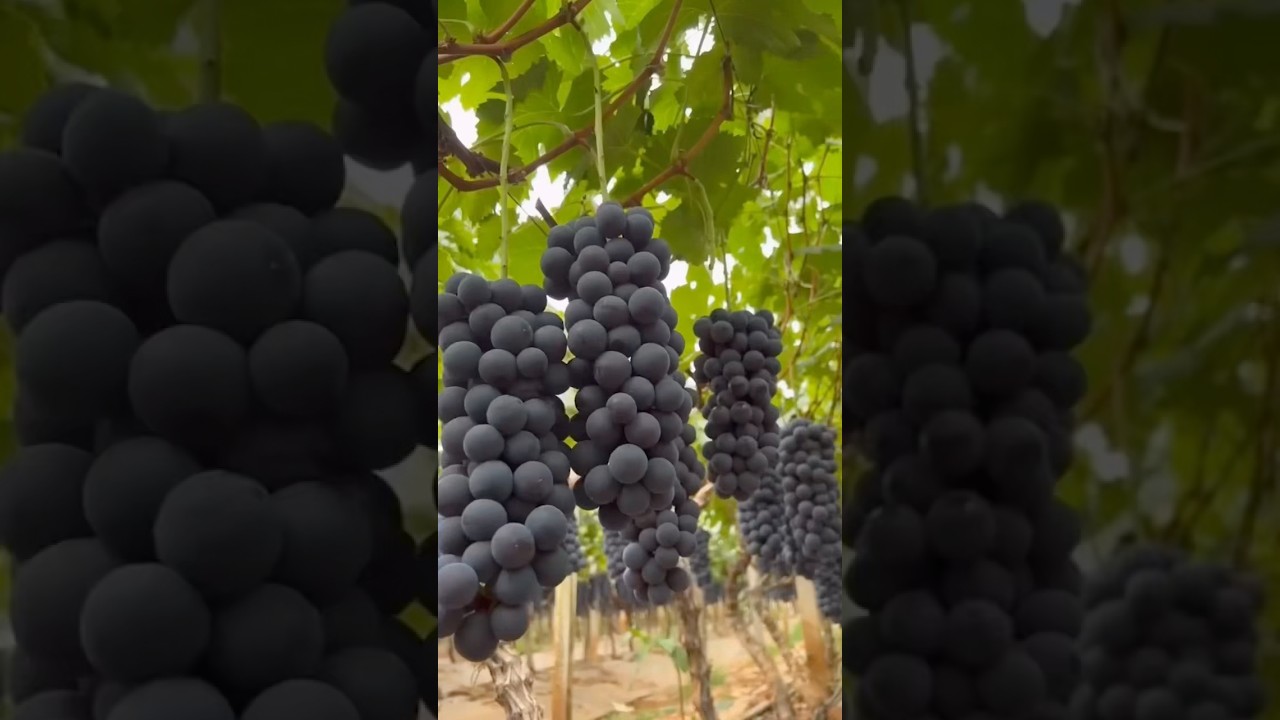 Estos agricultores usan una t&eacute;cnica ingeniosa para cultivar una de las uvas m&aacute;s caras del mundo !