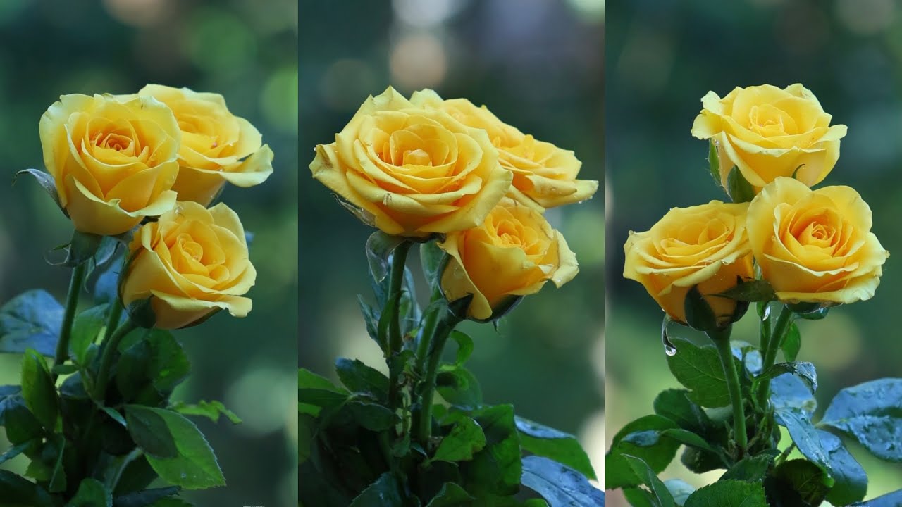 Yellow Roses #roses 