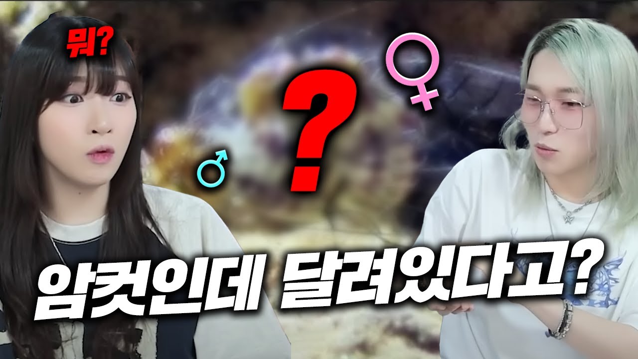 암컷인데... 달려있다고? 그러면 수컷은..? 근데 이거를 왜 알고있는건데? (w.쿠빈)