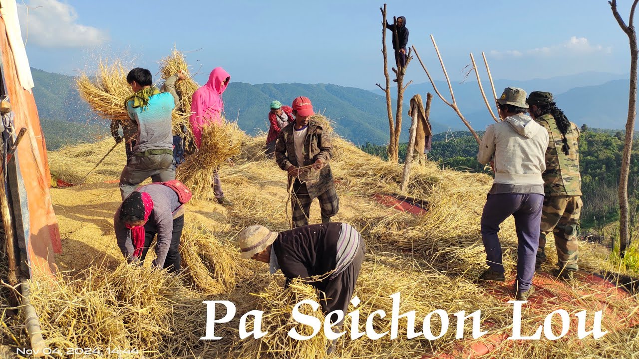 Paddy Harvest: A Symphony of Sweat and Joy: Sehao Village.