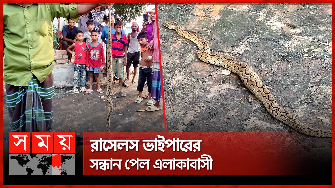 ফরিদপুরের চরে মিলল রাসেলস ভাইপার | Russell's Viper in Faridpur | Faridpur News | Somoy TV
