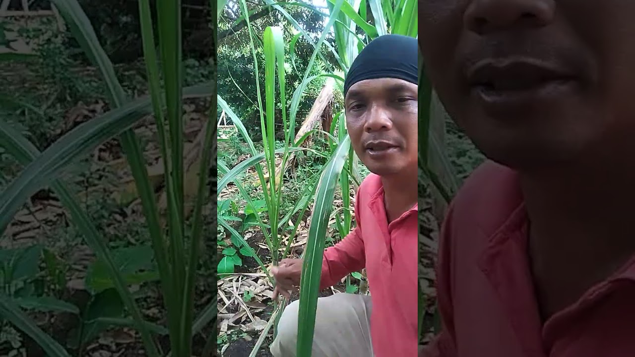 Merawat tebu buto ijo sangat mudah