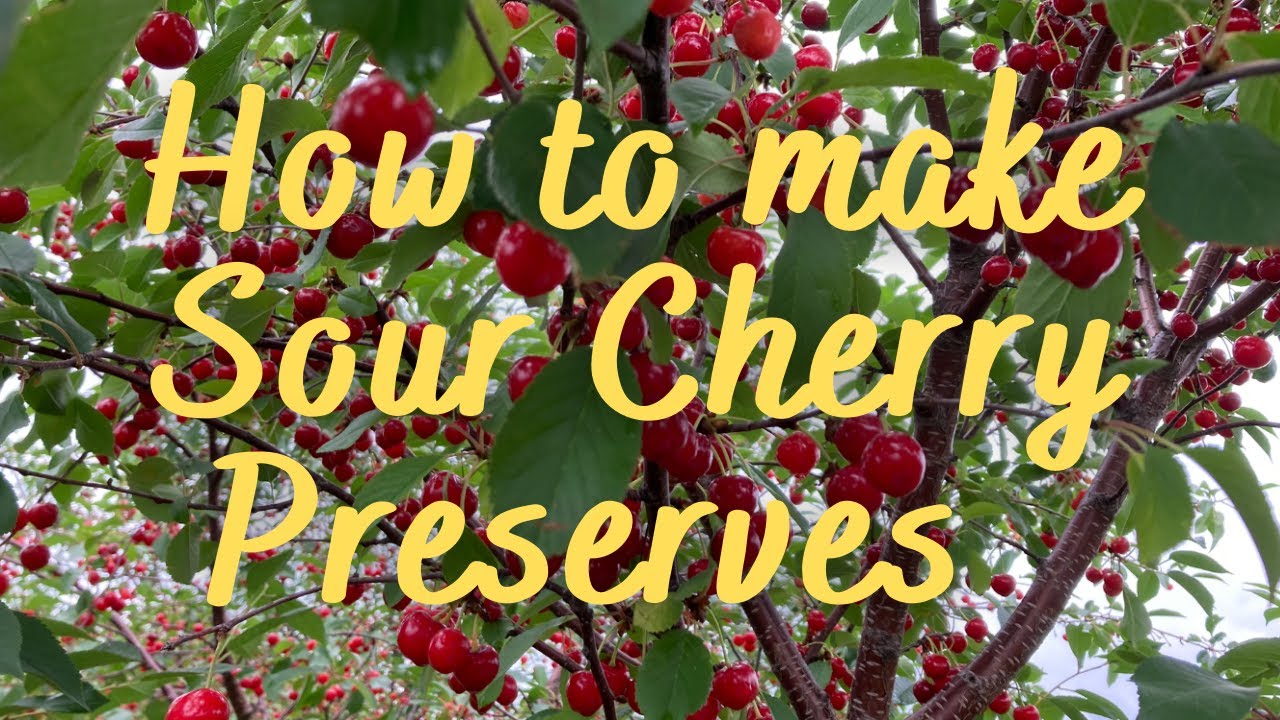 How to make Sour Cherry Preserves | Tart Cherries Recipe
