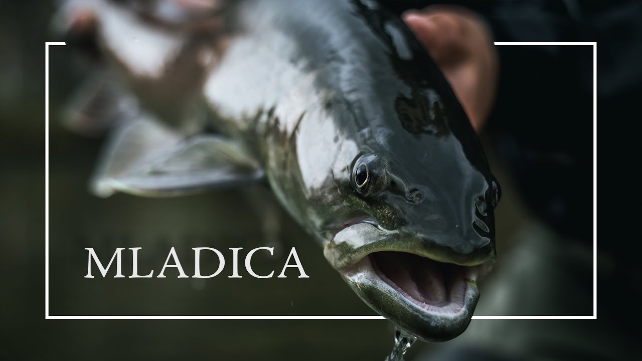 WILD FISH STORIES presents | MLADICA