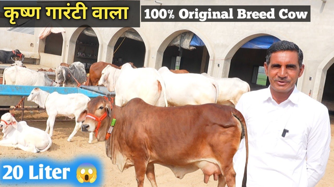 ​नाम ही काफी है! 'कृष्णा गारंटी वाला' की शुद्ध साहीवाल और थारपारकर गायें | Sahiwal Cow 20 Liter Milk