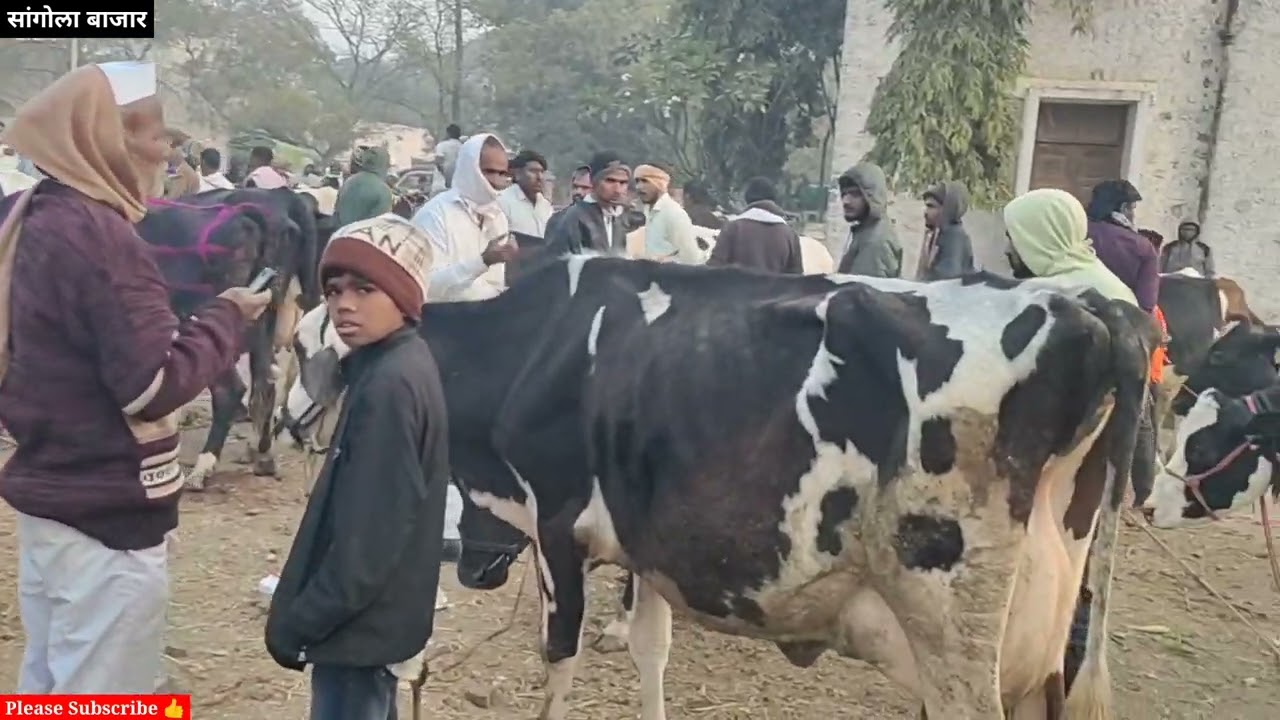 HF गायींच्या किंमती झाल्या कमी सांगोला बाजार / HF Cow Market Sangola