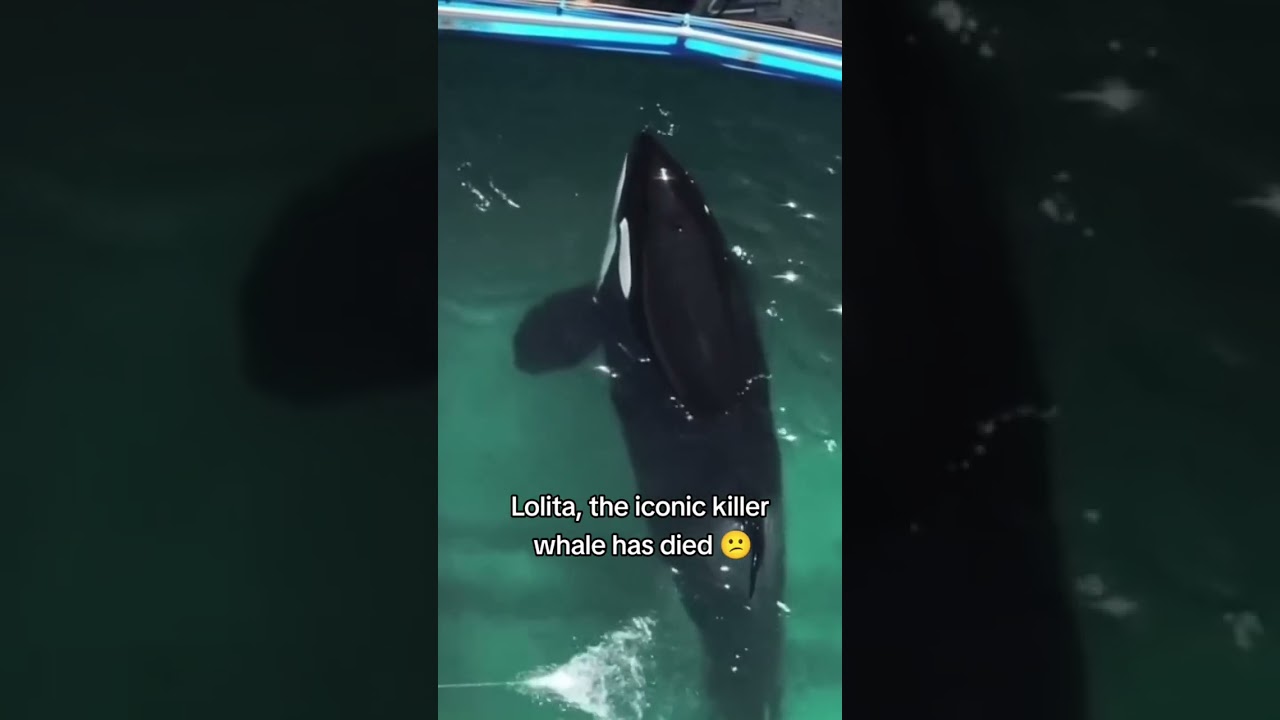 She has been stuck in this Miami aquarium for over 50 years. 