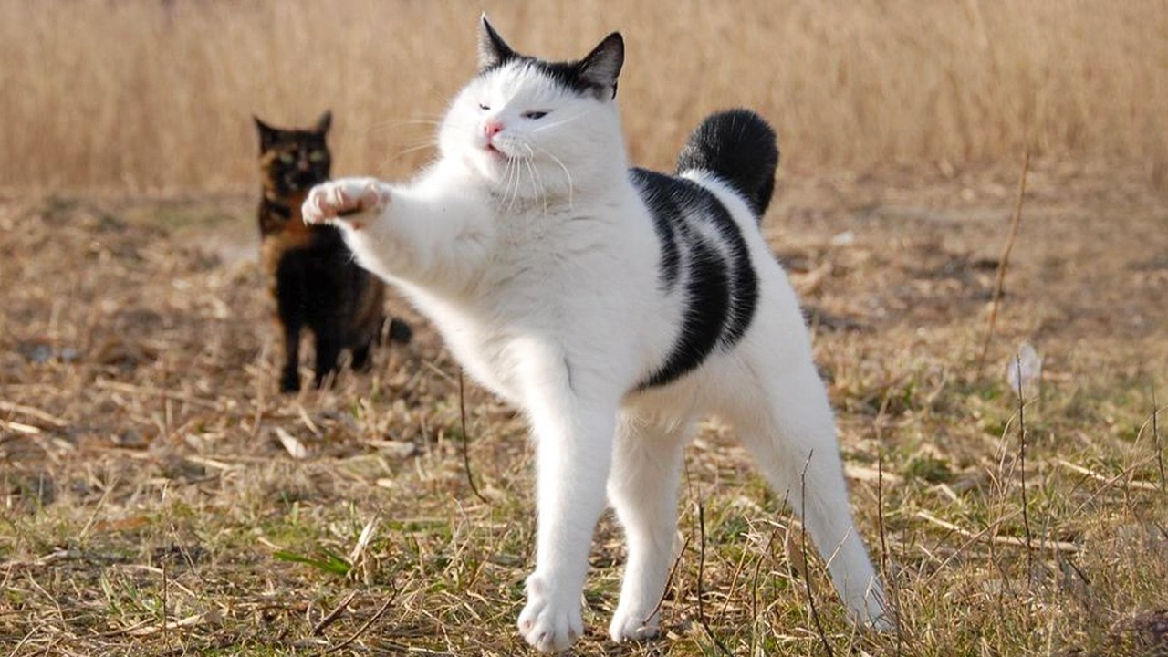 You Laugh, You Lose! 🤣 Funny Cat Videos 2026 😹 Part 121
