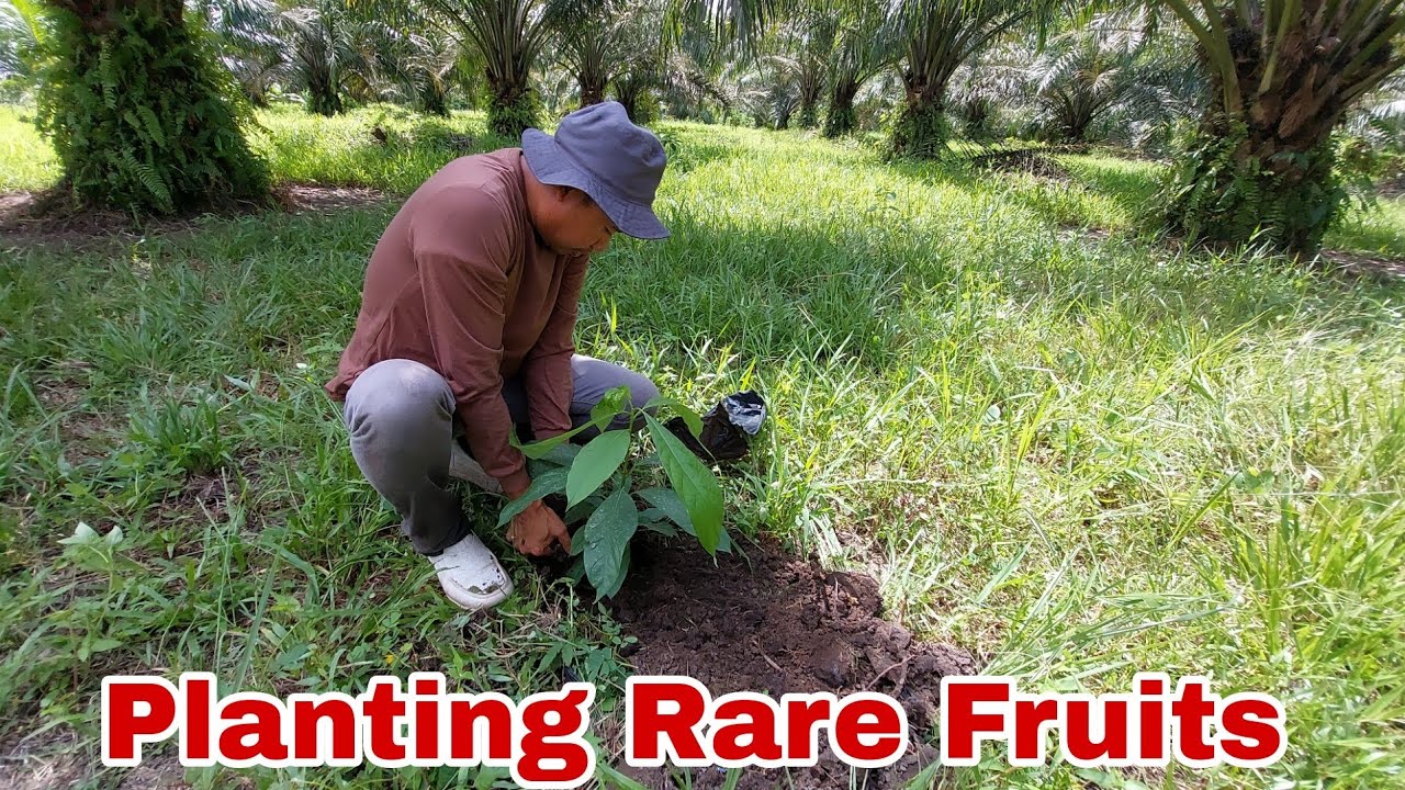 Planting Cempedak and Avocado | Harvesting Palm Oil Tree