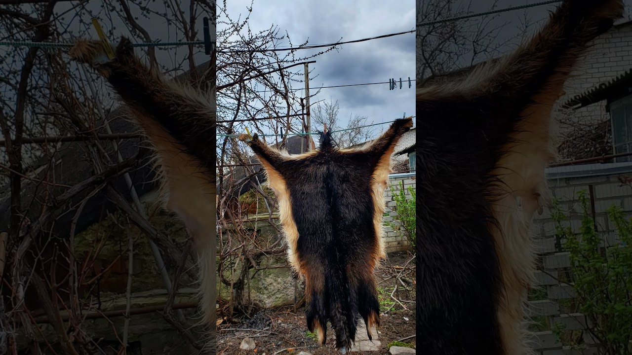 DIY Goat Skin Making #leathercompany #handmade #leather