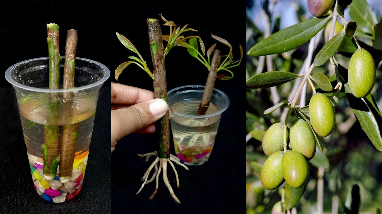 How to Grow Olive Tree from Cutting With Aloe Vera In A Water