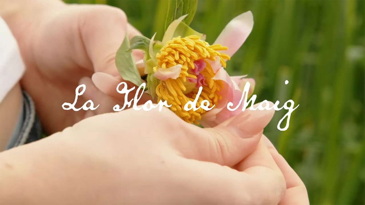 Maig - La flor de maig (Visualizer)