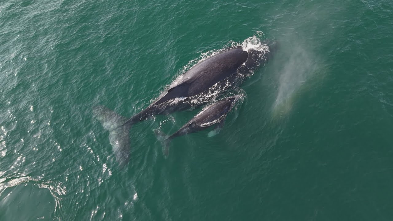 Navega con precuación, por tu seguridad y la de las ballenas