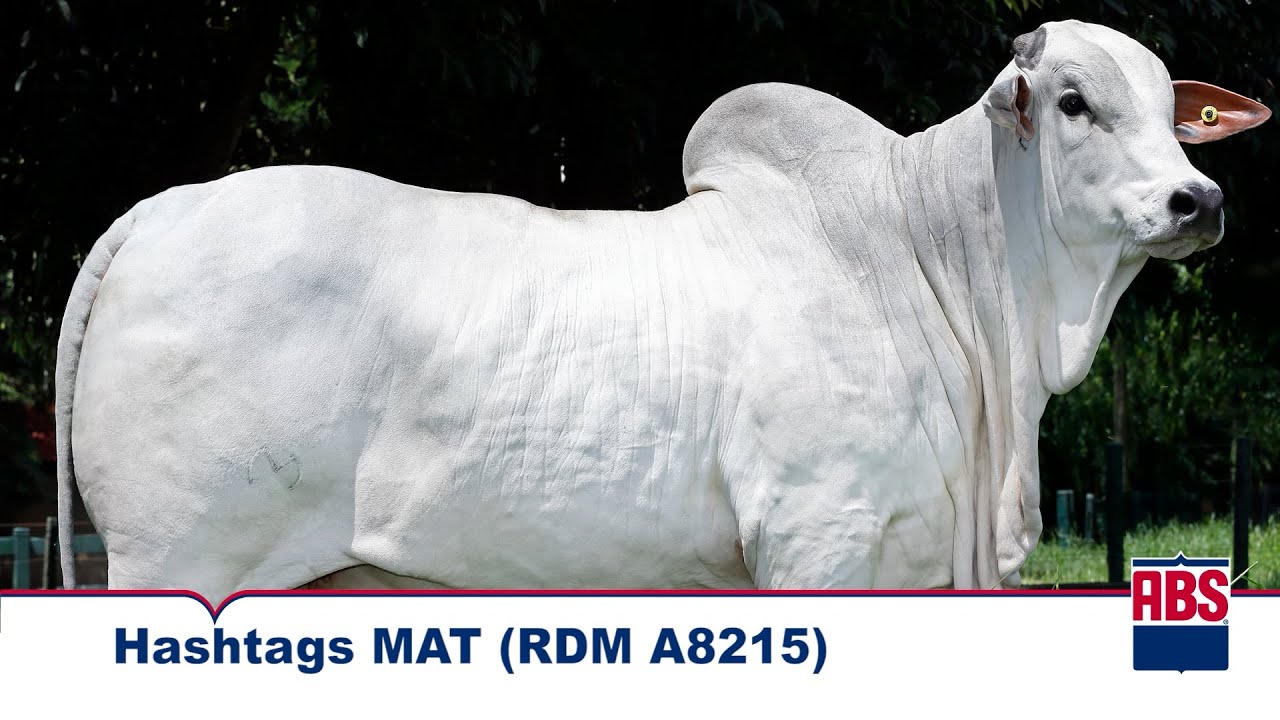 HASHTAGS MAT (RDM A8215) - Touro Nelore ABS