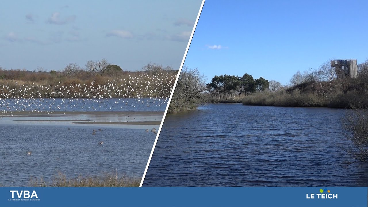 ZONES HUMIDES : DECOUVERTE ENTRE ROSELIERES ET MARAIS MARITIMES AU SEIN DE LA RESERVE DU TEICH