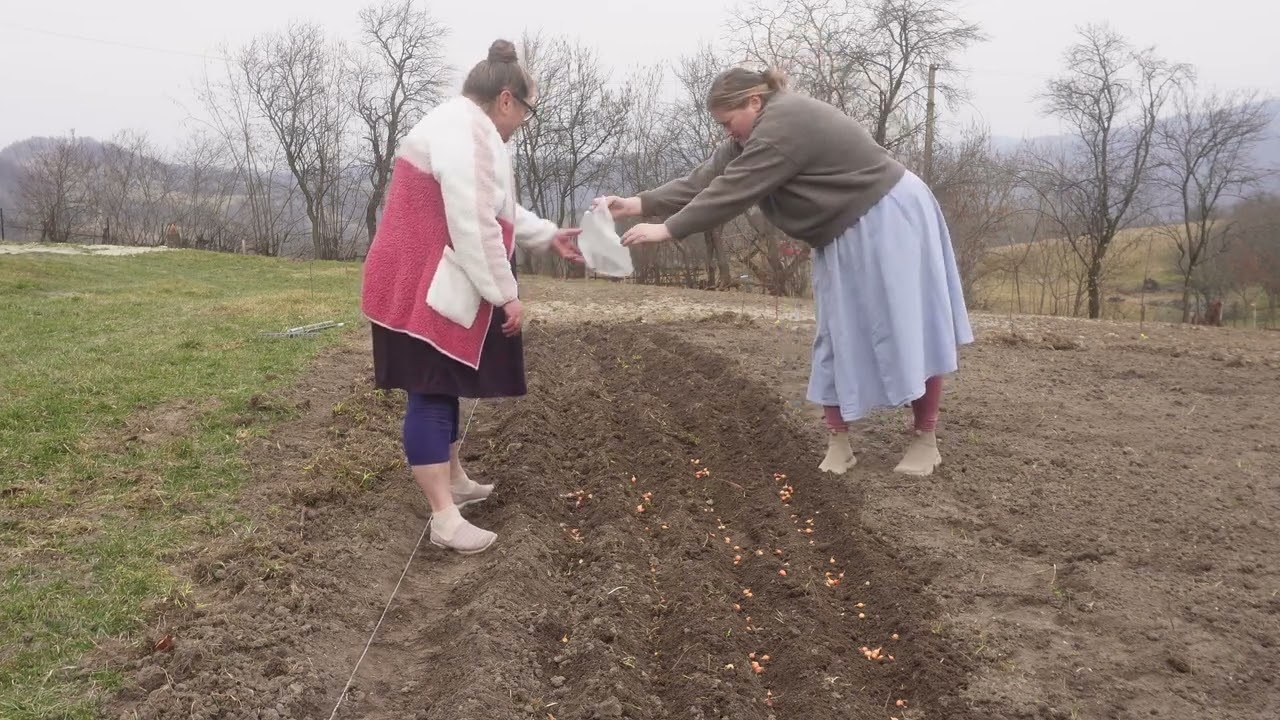AM DAT STARTUL ÎN GRĂDINĂ! UN ALTFEL DE VIDEO LA ȚARĂ! #Orășean La Țară!